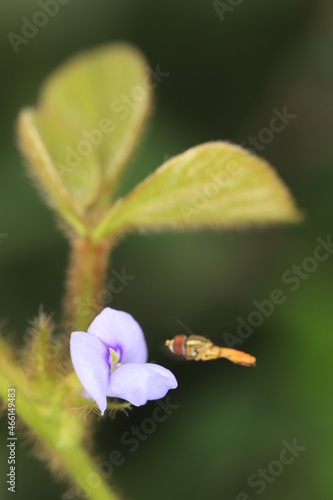  fly on a flower