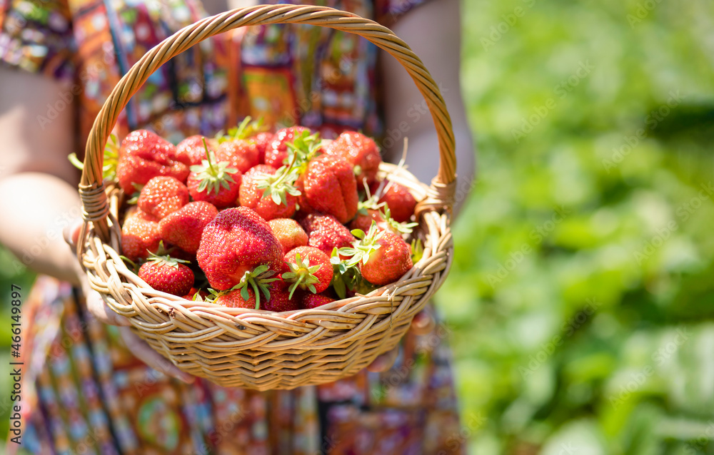 Asian beautiful woman is picking strawberry in the fruit garden on a sunny day. Fresh ripe organic strawberries in a wooden basket, Filling up a basket full of fruit. Outdoor seasonal fruit picking.