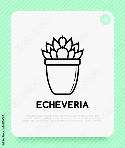 Succulent echeveria in pot thin line icon. Modern vector illustration of home plant.