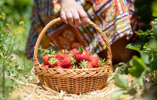 Asian beautiful woman is picking strawberry in the fruit garden on a sunny day. Fresh ripe organic strawberries in a wooden basket  Filling up a basket full of fruit. Outdoor seasonal fruit picking.