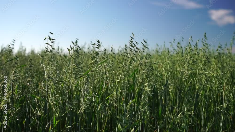 Green oats field in countryside, close up. Field of oats blowing in the wind at sunny spring day. Young and green Spikelets. Ears of barley crop in nature. Agronomy, industry and food production. Green oats field in countryside, close up. Field of oats blowing in the wind at sunny spring day. Young and green Spikelets. Ears of barley crop in nature. Agronomy, industry and food production.