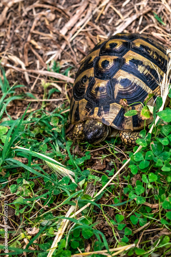 Hermann's tortoise hides among green clover leaves and dry grass at Shkoder Castle in Albania, vertical. Wild animal in natural habitat