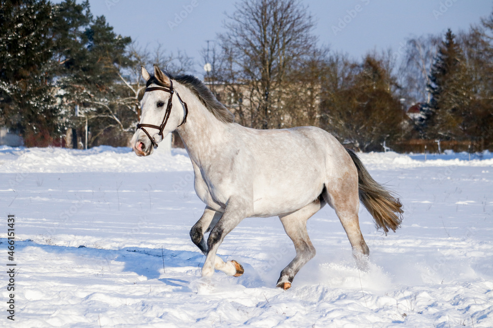 White horse running in the snow field in winter