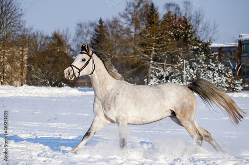 White horse running in the snow field in winter
