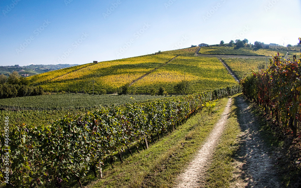 79 / 5000
Risultati della traduzione
vineyards in the Piedmontese Langhe in autumn during the grape harvest 