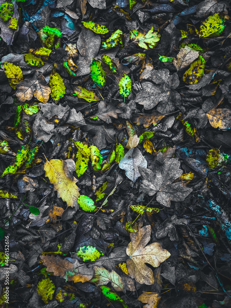 Autumn background. Fall wallpaper. Autumn leaves Autumn background. Fall wallpaper. Autumn leaves