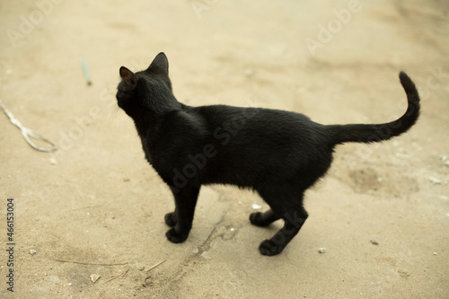 A black cat on the street. A stray cat on the pavement.