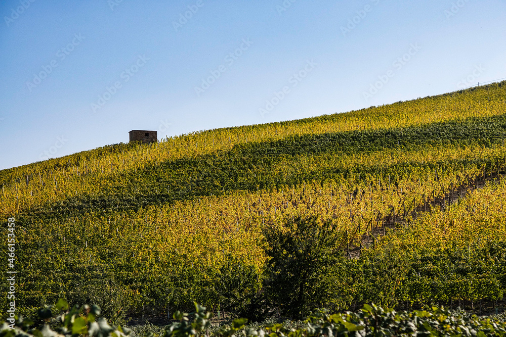 landscapes of the Piedmontese Langhe with its vines in autumn, during the grape harvest