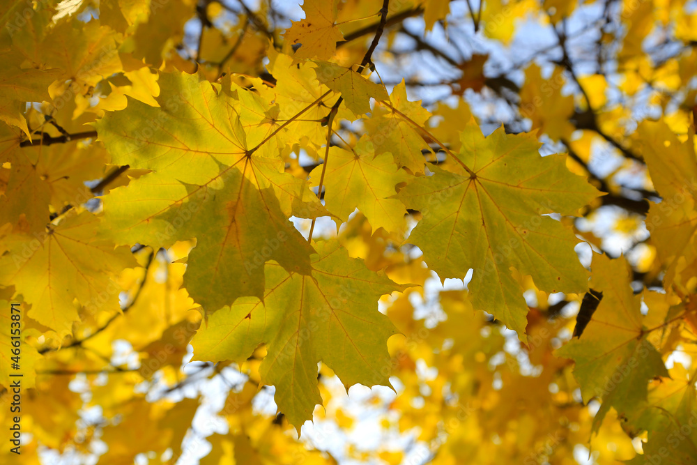 Branches of autumn maple tree with bright yellow leaves Branches of autumn maple tree with bright yellow leaves