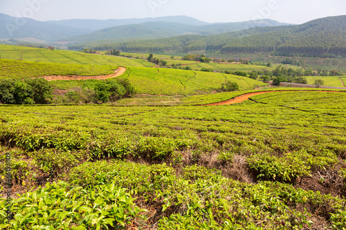 Tea plantations outside of Tzaneen, Limpopo, South Africa photo
