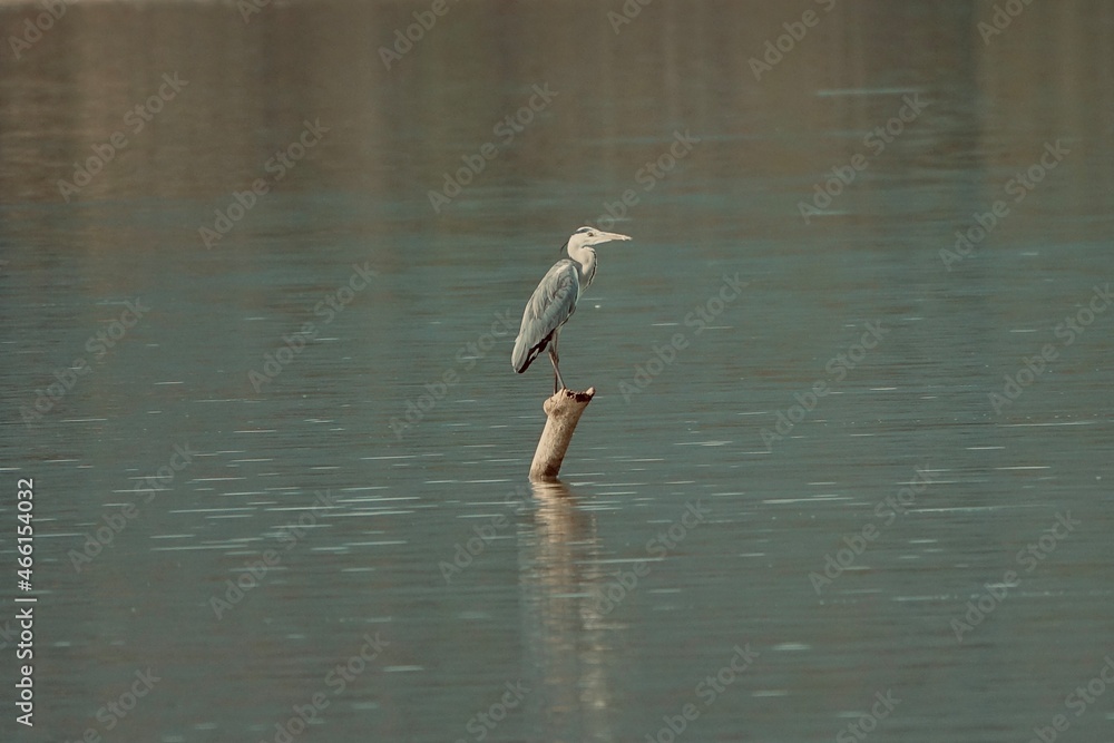 Heron perched on a tree trunk in the middle of a lake Heron perched on a tree trunk in the middle of a lake