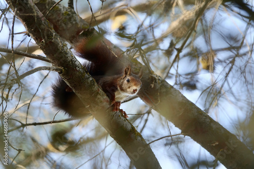 Red squirrel (Sciurus vulgaris) looking at us from the branches of a tree © Miguel Ángel RM