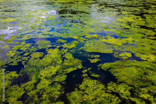 Blue Green Algae - Cyanobacteria & silt field texture on a lake Fototapet