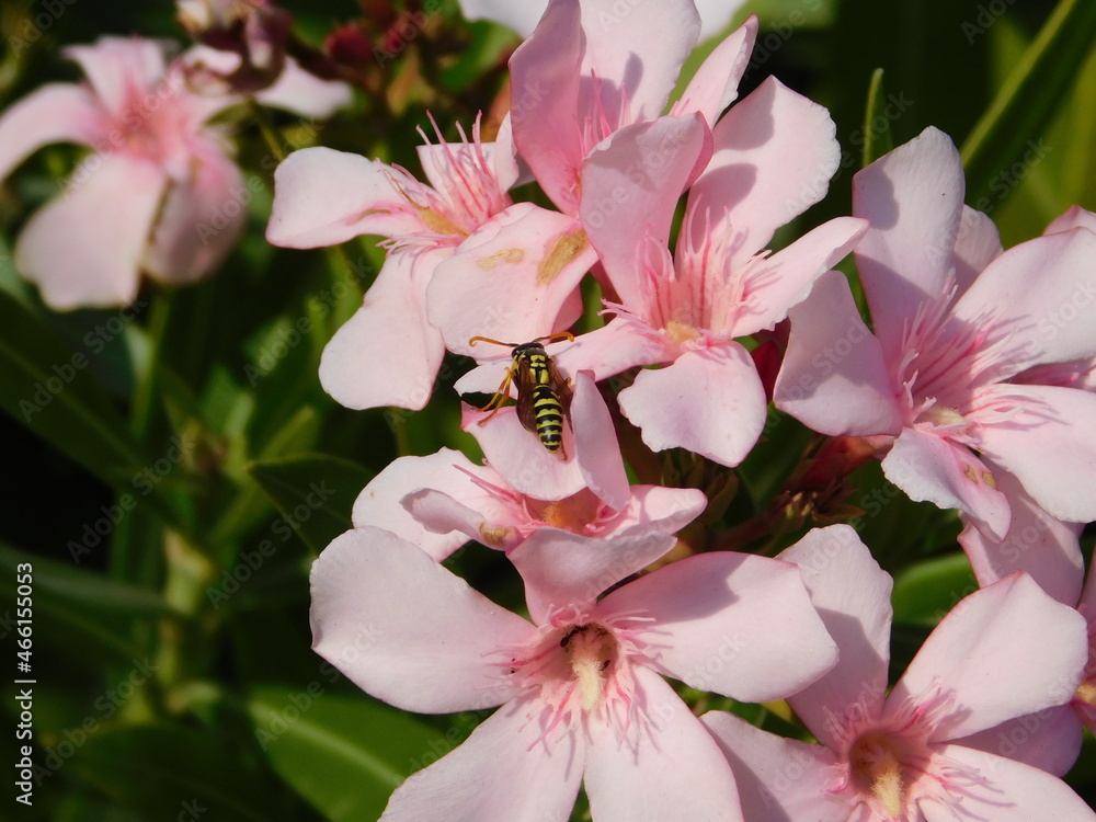 A wasp on nerium oleander pink flowers