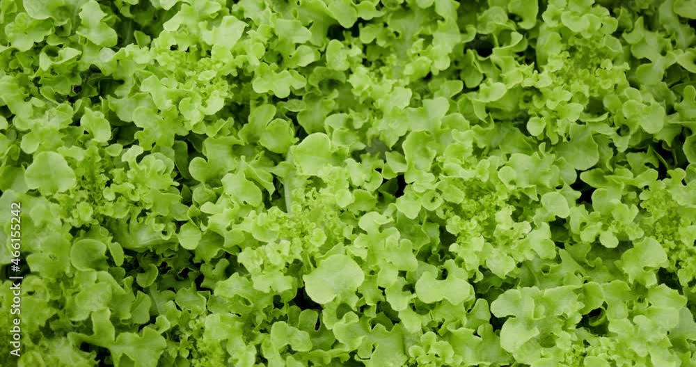 Hydroponics vegetable plots in modern vegetable plots in greenhouse or industrial plants agricultural. Freshness and cleanliness are hygienic for cook. Healthy food for new generation such Green Oak Hydroponics vegetable plots in modern vegetable plots in greenhouse or industrial plants agricultural. Freshness and cleanliness are hygienic for cook. Healthy food for new generation such Green Oak