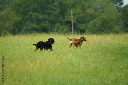 Canvas Print Selective of dogs running in a park