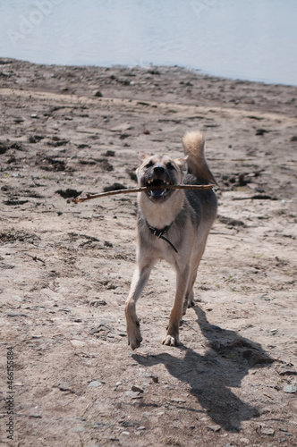 beautiful dog plays with a stick on the river bank