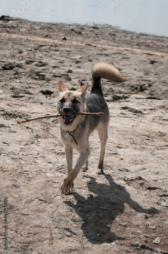 beautiful dog plays with a stick on the river bank