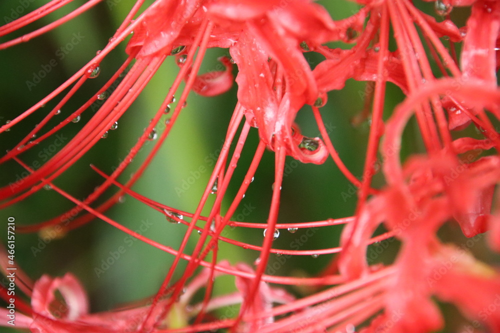 雨のしずくが付くヒガンバナ
