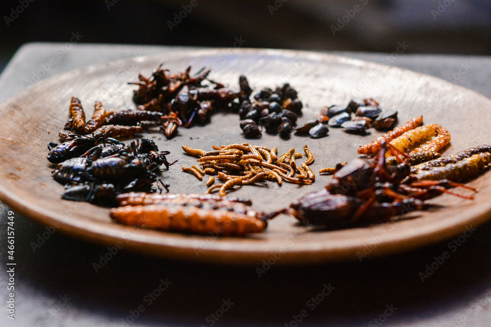 Insectos comestibles de Oaxaca Stock Photo | Adobe Stock