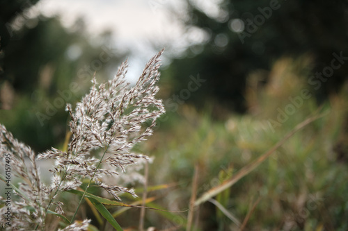 Grass reed cane © tugolukof