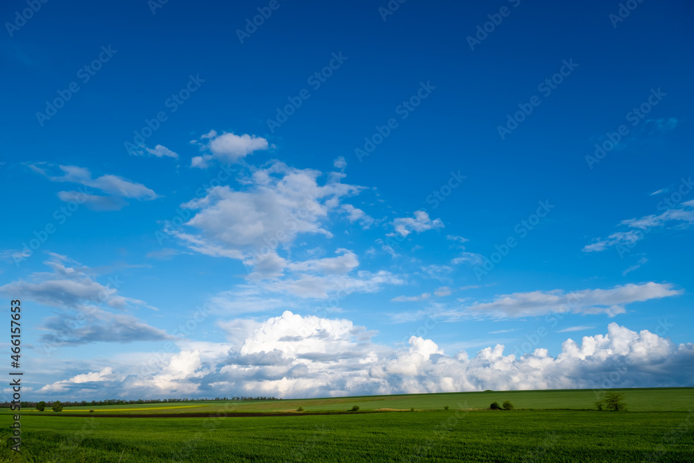 A field of ripening green wheat and beautiful storm clouds.