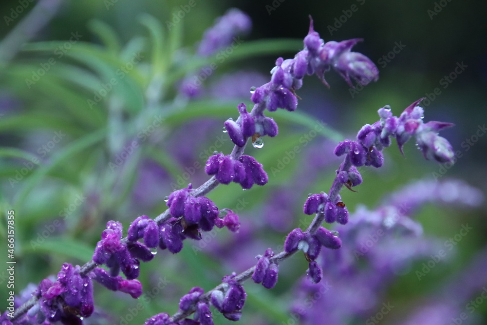 アメジストセージの花に雨のしずく付くアップ アメジストセージの花に雨のしずく付くアップ