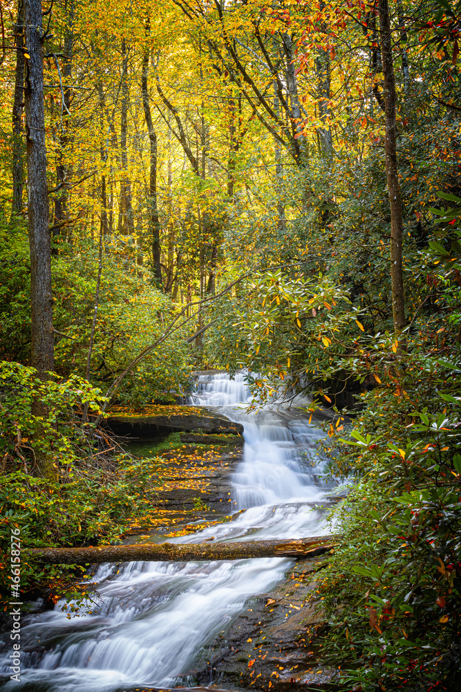 Pisgah Forest full of yellow and orange autumn colors