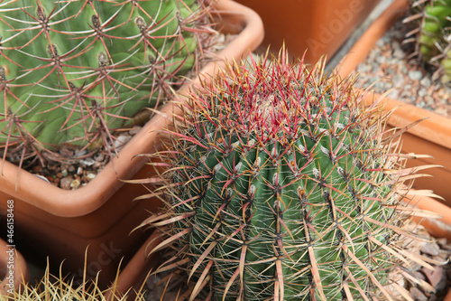 Ferocactus peninsulae and other varieties of cactus in pots photo