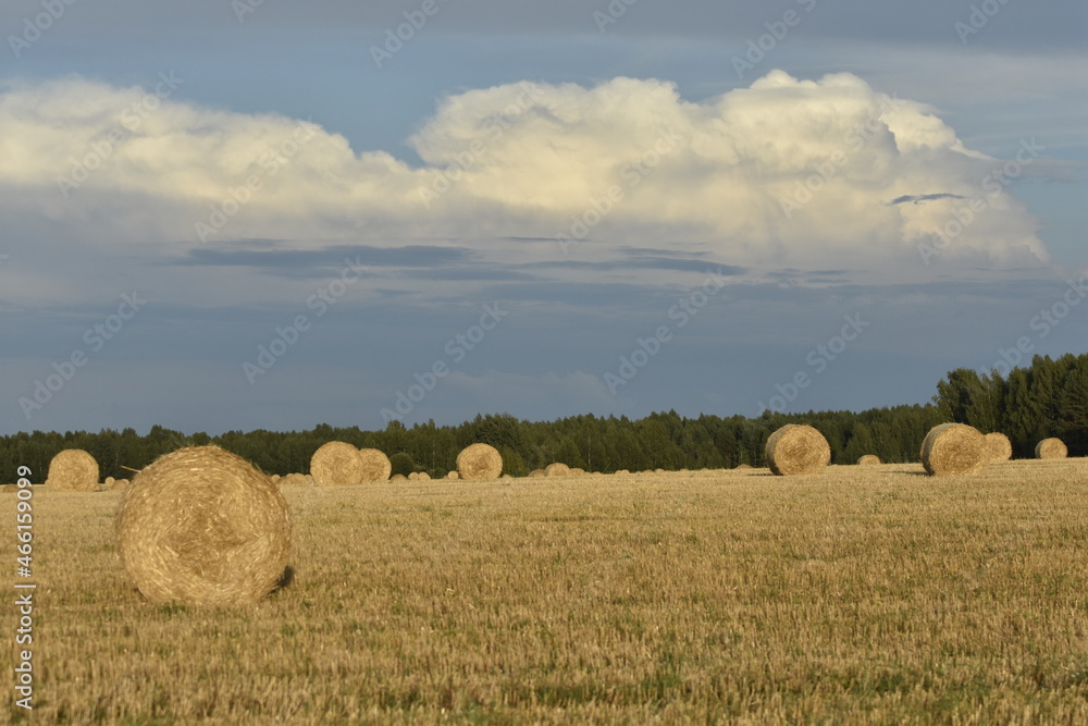 many haystacks lie on the field