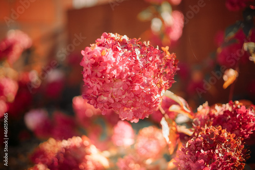 Pink hydrangea in sunlight. Hydrangea paniculata