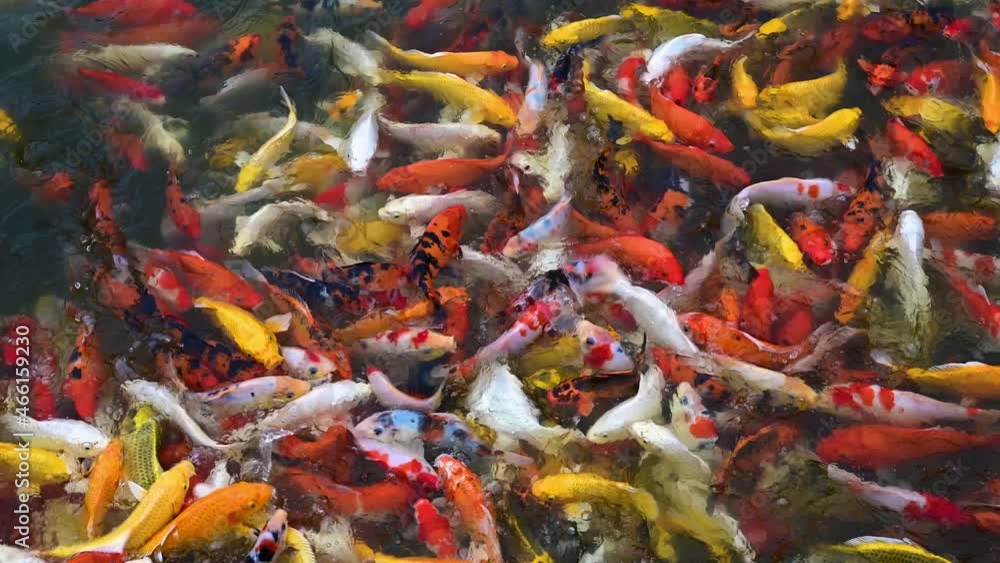 4K-Abstract Video of Colorful fancy carp fish, koi carps crowding together competing for food in the pond. They open their mouths to eat.Selective focus. 4K-Abstract Video of Colorful fancy carp fish, koi carps crowding together competing for food in the pond. They open their mouths to eat.Selective focus.