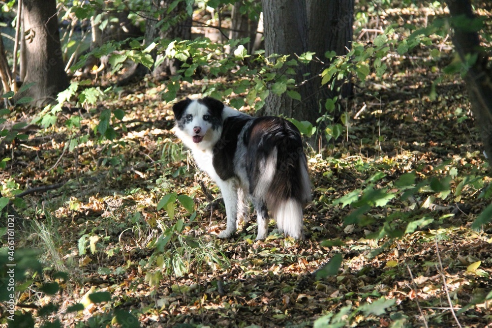 Border collie on a walk in the woods Border collie on a walk in the woods