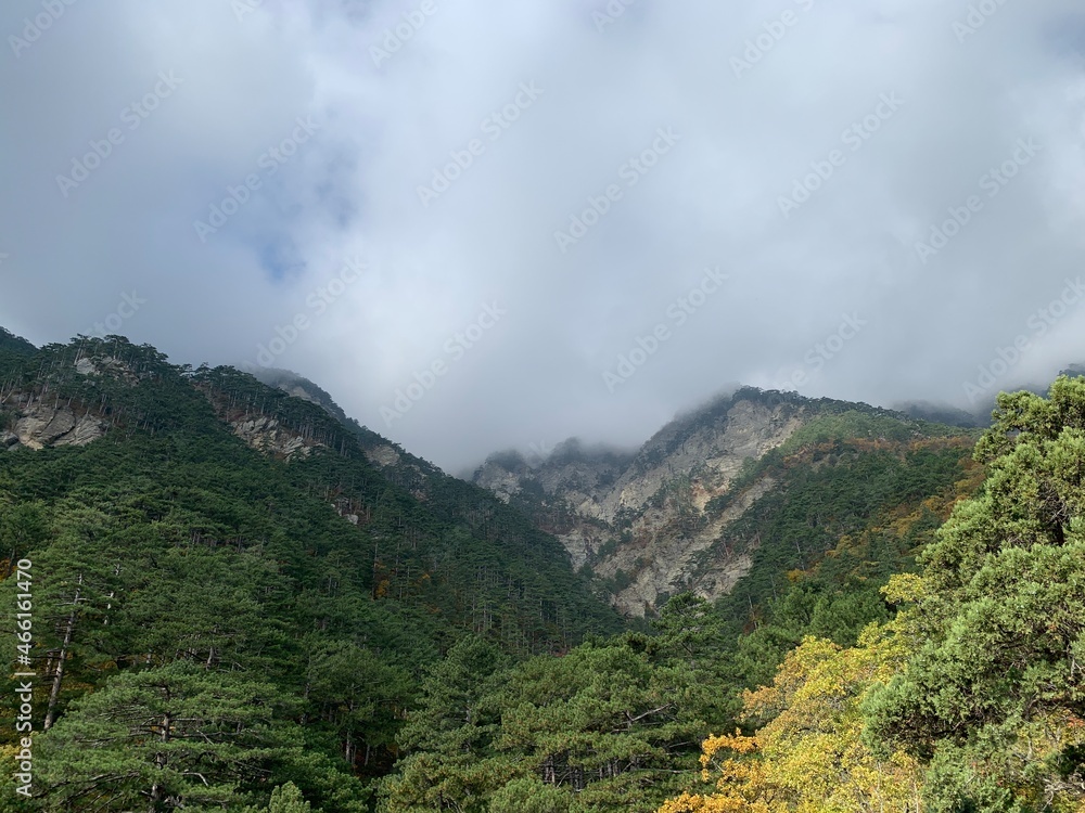 view of the mountains covered with fog overgrown with pine trees