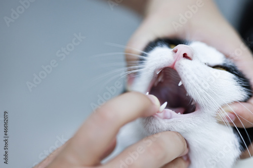 Women veterinarian examining a cat at clinic. Pet health checkup