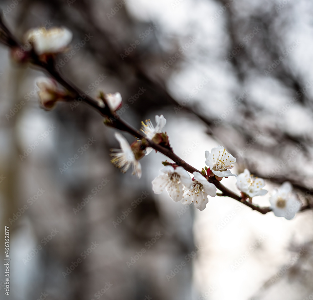 Apricot blossom in spring season Apricot blossom in spring season