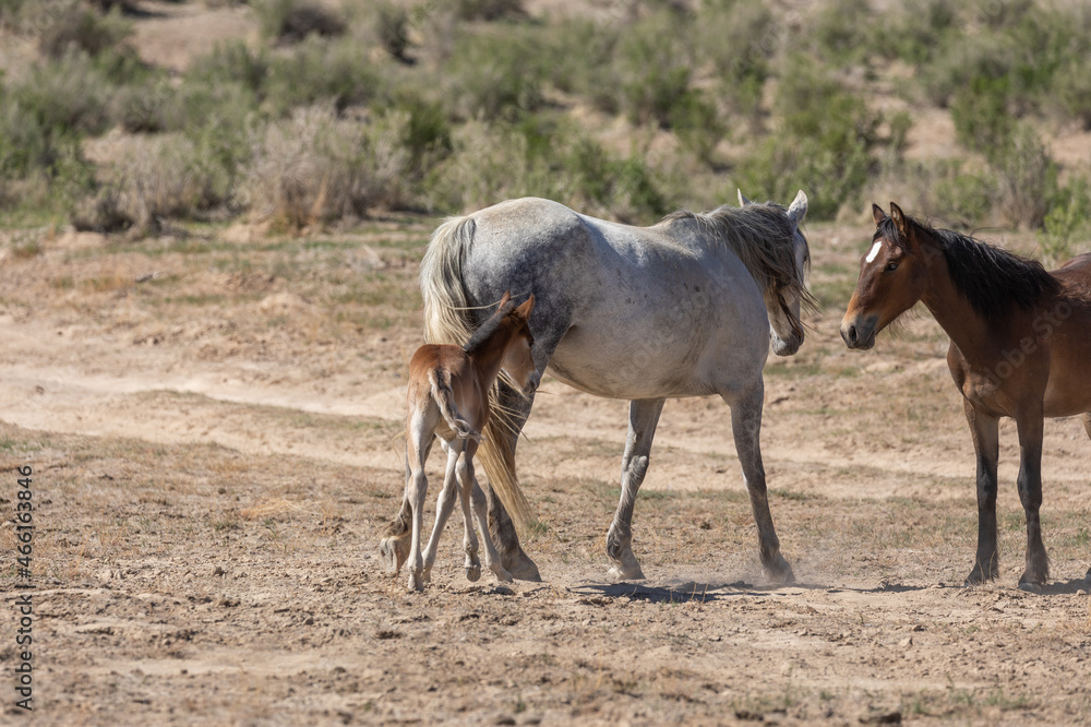Wild Horses in Spring in the Utah Desert Wild Horses in Spring in the Utah Desert