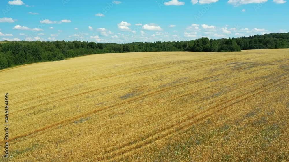Scenic view of agricultural field with cereals on a summer farm. Aerial photography, top view drone shot. Agricultural area of Moscow region. Agrarian land in summertime. Beauty of earth Scenic view of agricultural field with cereals on a summer farm. Aerial photography, top view drone shot. Agricultural area of Moscow region. Agrarian land in summertime. Beauty of earth