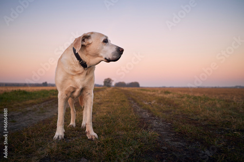 Portrait of old dog on footpath. Cute labrador retriever against landscape at dawn..