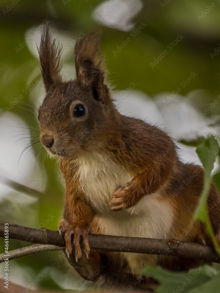 Obraz premium Neugieriges Eichhörnchen am Futterplatz