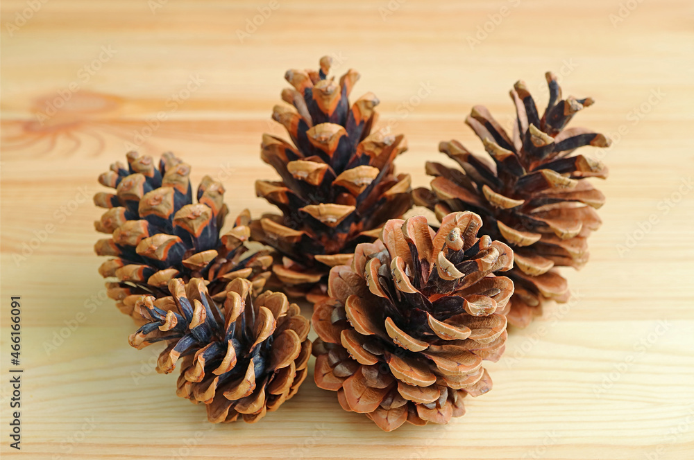 Closeup group of natural dry pine cones on the wooden background Closeup group of natural dry pine cones on the wooden background