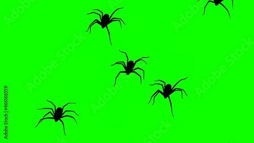 Animation with spiders on the green background
