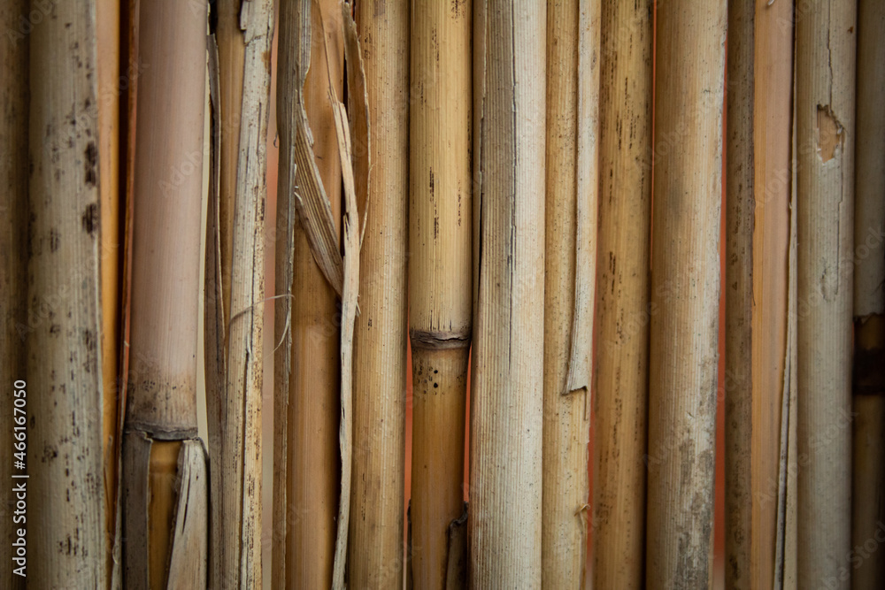 Flat picture of an dried old yellow reed as a wall in garden Flat picture of an dried old yellow reed as a wall in garden