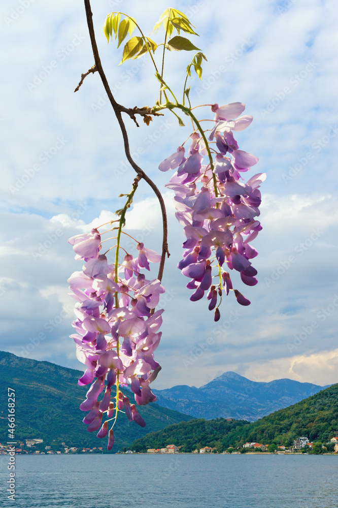 Spring flowers. Blooming wisteria vine against beautiful Mediterranean landscape. Montenegro, Kotor Bay Spring flowers. Blooming wisteria vine against beautiful Mediterranean landscape. Montenegro, Kotor Bay