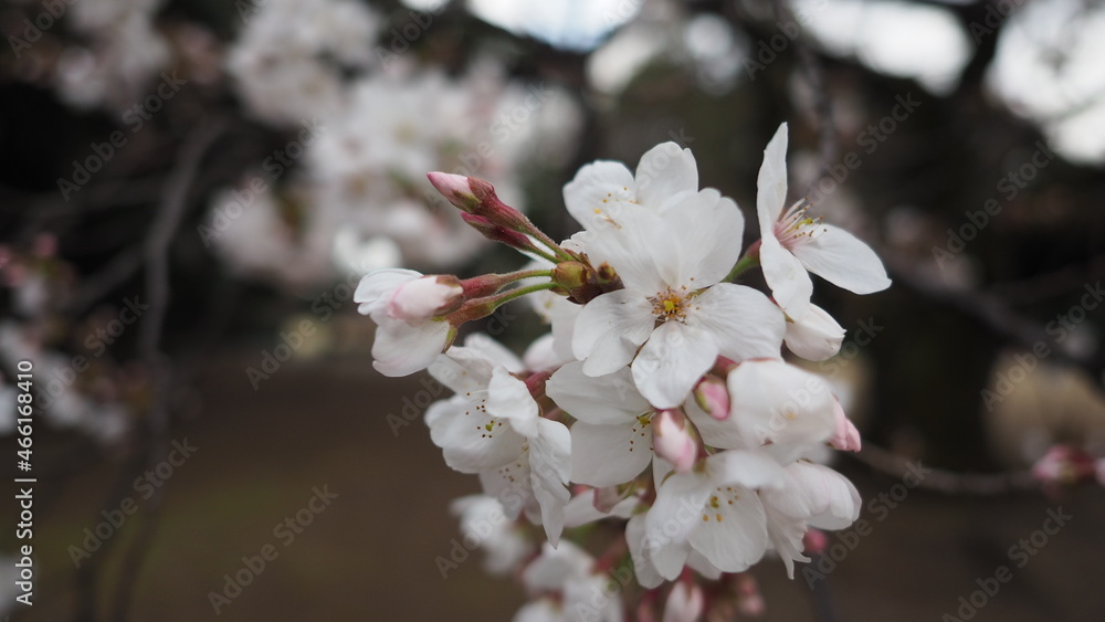 White Cherry blossoms. Sakura trees full bloom in Meguro Ward Tokyo Japan from March to April. Cherry blossom trees full bloom are perfect for sightseeing and festivals. Sakura flowers with 5 petals. White Cherry blossoms. Sakura trees full bloom in Meguro Ward Tokyo Japan from March to April. Cherry blossom trees full bloom are perfect for sightseeing and festivals. Sakura flowers with 5 petals.