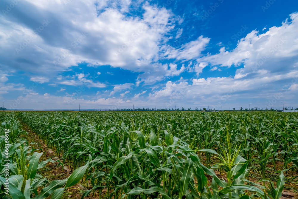 A picturesque view on a beautiful summer day of a cornfield with young green rows of corn stretching into the distance, the landscape of an agricultural field. A picturesque view on a beautiful summer day of a cornfield with young green rows of corn stretching into the distance, the landscape of an agricultural field.