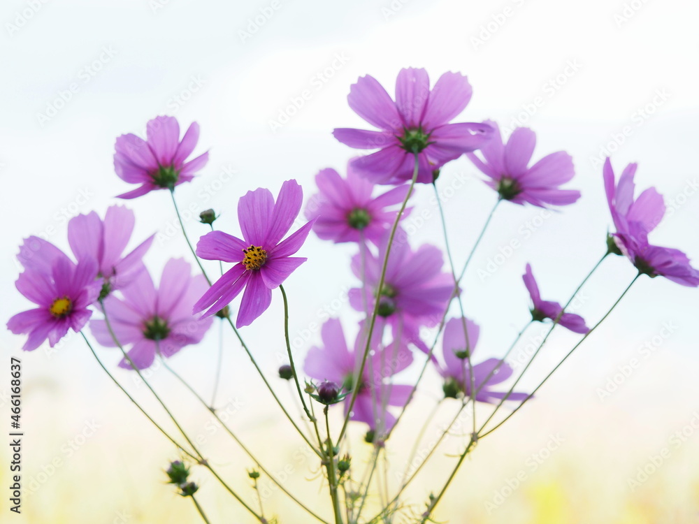 Fleurs des champs Fleurs des champs