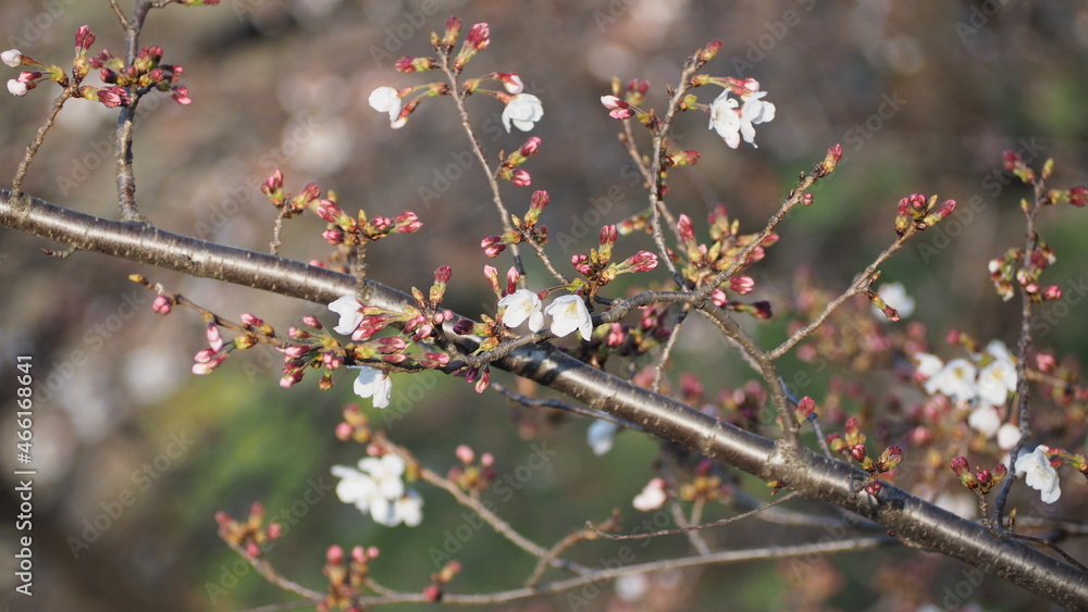 White Cherry blossoms. Sakura trees full bloom in Meguro Ward Tokyo Japan from March to April. Cherry blossom trees full bloom are perfect for sightseeing and festivals. Sakura flowers with 5 petals. White Cherry blossoms. Sakura trees full bloom in Meguro Ward Tokyo Japan from March to April. Cherry blossom trees full bloom are perfect for sightseeing and festivals. Sakura flowers with 5 petals.