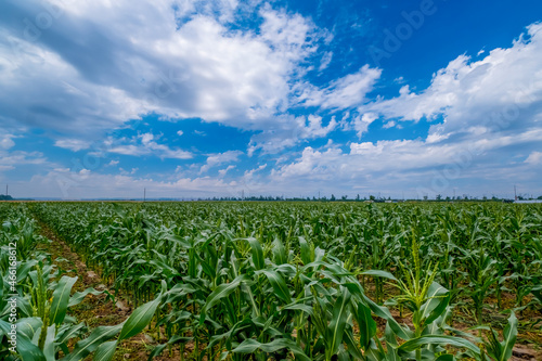 A picturesque view on a beautiful summer day of a cornfield with young green rows of corn stretching into the distance  the landscape of an agricultural field.