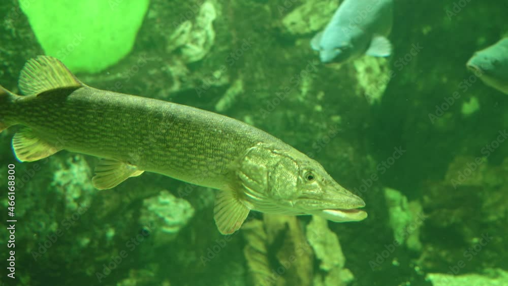 Common pike esox lucius in aquarium Common pike esox lucius in aquarium